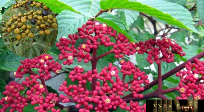 Cây Gối Hạc
