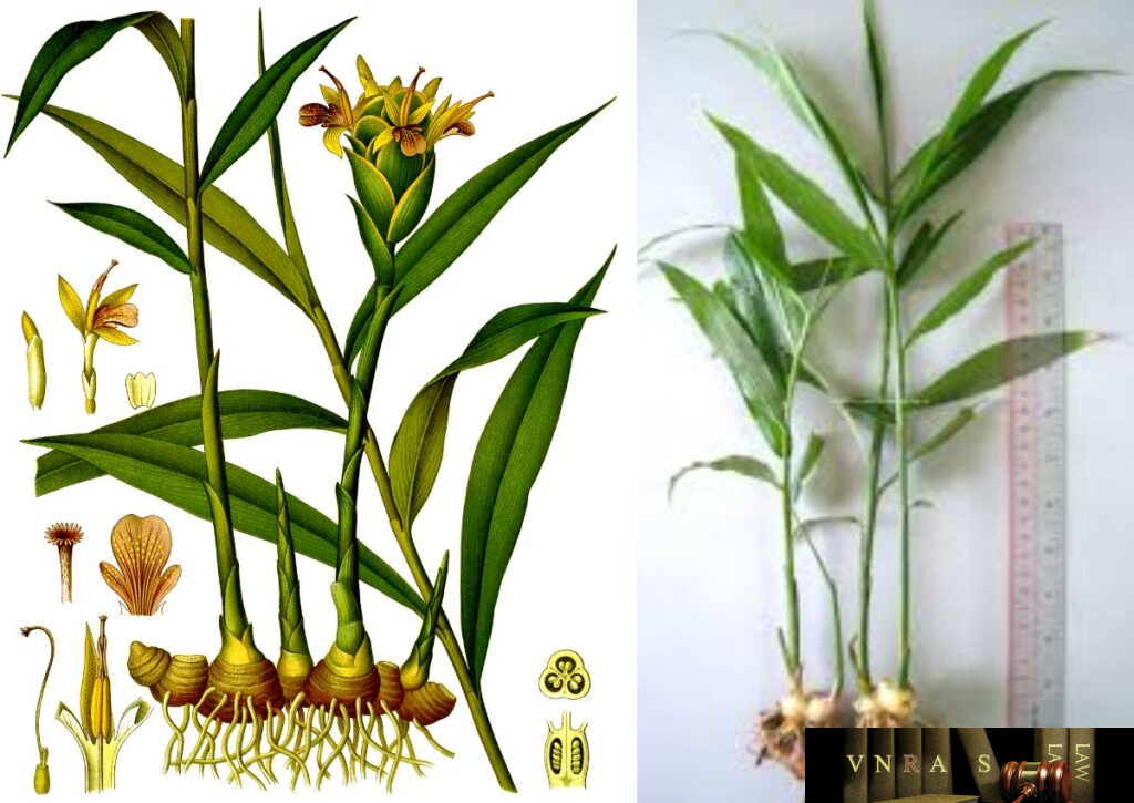Cây Gừng (Sinh Khương, Can Khương) - Những cây thuốc và vị thuốc Việt ...