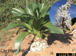 Cây Hành Biển