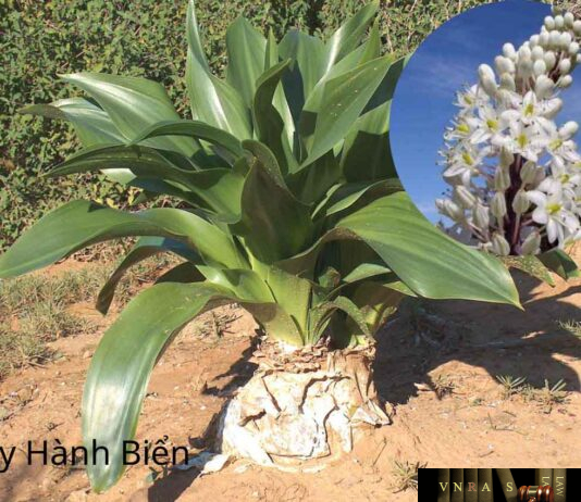 Cây Hành Biển