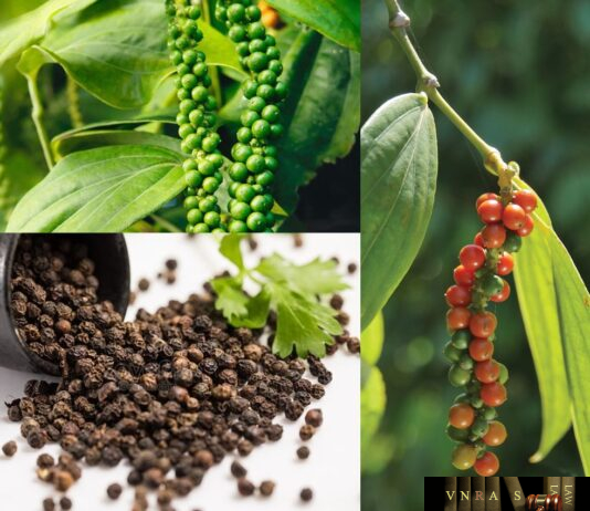 Hạt Tiêu
