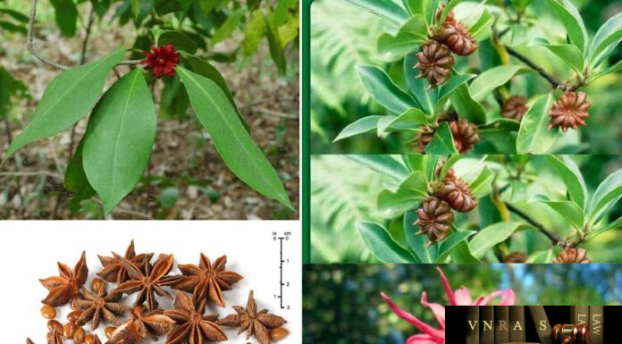 Cây Hồi Núi (Đại Hồi Núi) – Những cây thuốc và vị thuốc Việt Nam – Đỗ Tất Lợi Hồi Núi