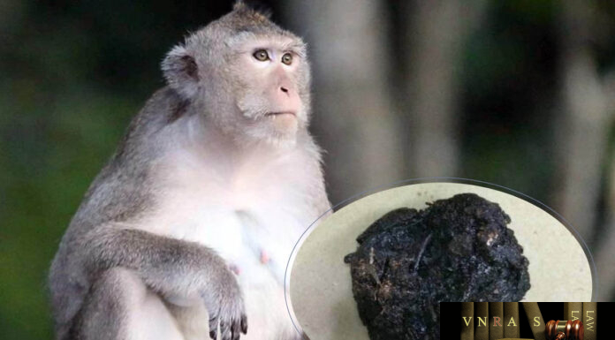 Huyết Lình – Những cây thuốc và vị thuốc Việt Nam – Đỗ Tất Lợi Huyết Lình