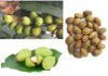 Cây Kha Tử (Cây Chiều Liêu) – Những cây thuốc và vị thuốc Việt Nam – Đỗ Tất Lợi Kha Tử