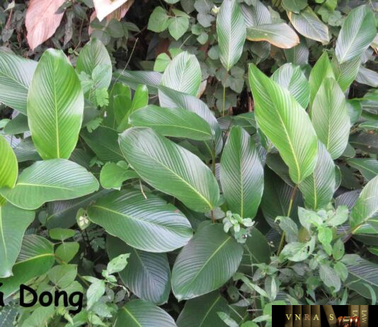 Lá Dong