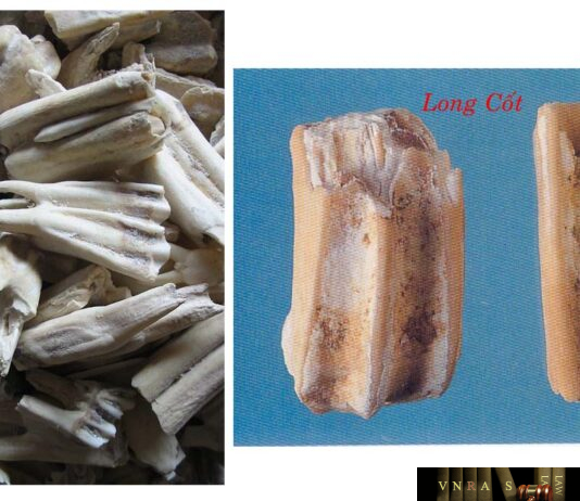 Long Cốt