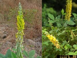 Lục Lạc Ba Lá Tròn