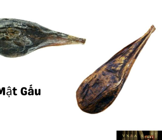 Mật Gấu