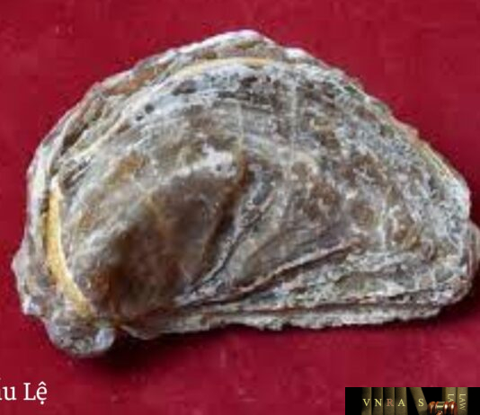 Mẫu Lệ