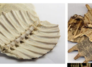 Miết Giáp – Những cây thuốc và vị thuốc Việt Nam – Đỗ Tất Lợi