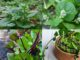 Cây Mồng Tơi (Mồng Tơi Đỏ, Mồng Tơi Tía, Lạc Quỳ) – Những cây thuốc và vị thuốc Việt Nam – Đỗ Tất Lợi Rau Mồng Tơi
