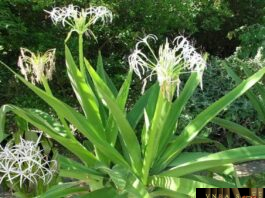 Cây Náng Hoa Trắng