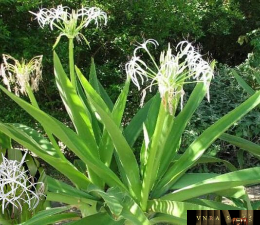 Cây Náng Hoa Trắng