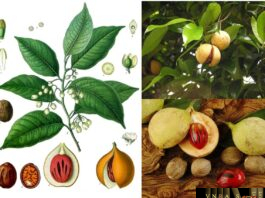 Nhục Đậu Khấu