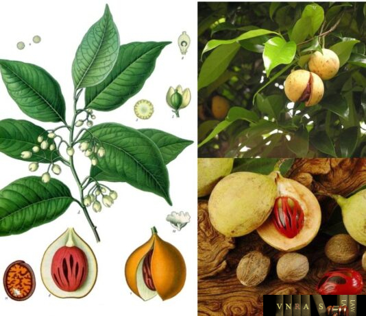 Nhục Đậu Khấu