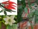 Cây Ớt (Ớt Tàu, Ớt Chỉ Thiên, Ớt Chỉ Địa, Lạt Tiêu) – Những cây thuốc và vị thuốc Việt Nam – Đỗ Tất Lợi Ớt