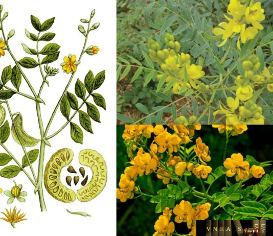 Cây Phan Tả Diệp