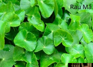Rau má (Tích Tuyết Thảo)- Những cây thuốc và vị thuốc Việt Nam – Đỗ Tất Lợi Rau má