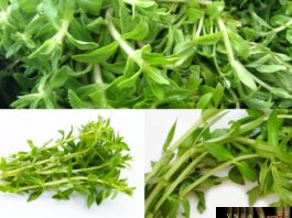 Rau Ngổ
