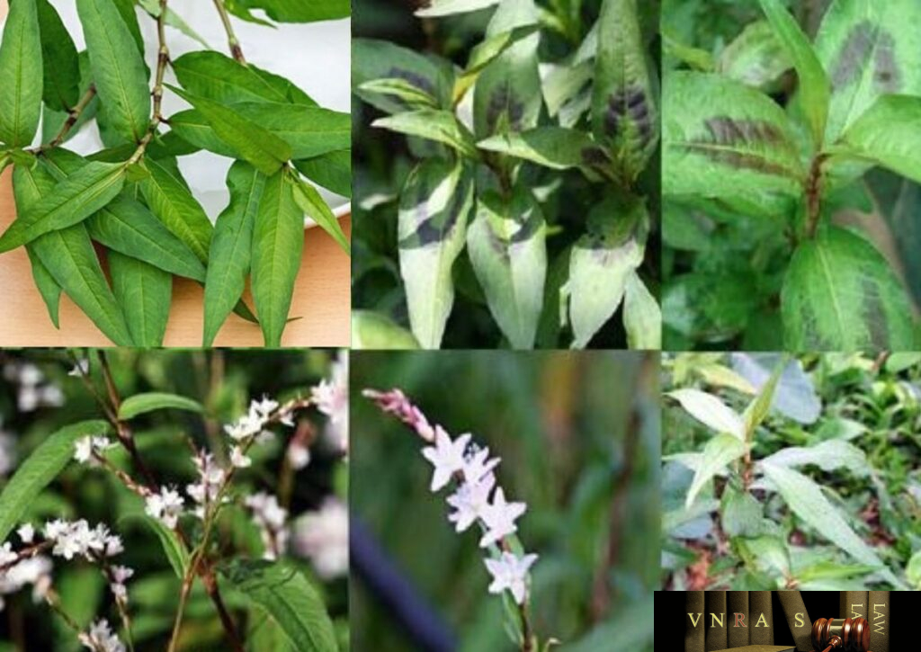 Cây Rau Răm - Những cây thuốc và vị thuốc Việt Nam - Đỗ Tất Lợi ...
