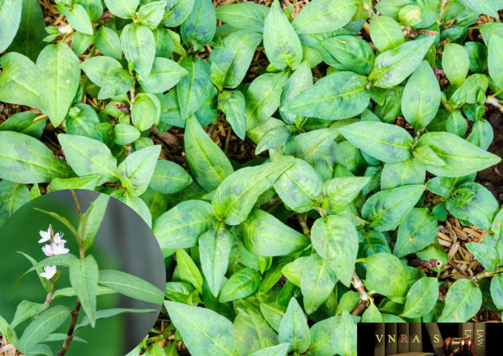 Cây Rau Răm - Những cây thuốc và vị thuốc Việt Nam - Đỗ Tất Lợi ...