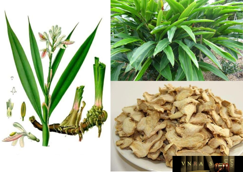 Cây Riềng (Cao Lương Khương, Tiểu Lương Khương, Phong Khương) – Những ...