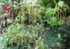 Cây Sừng Dê