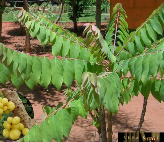 Cây Tầm Duột