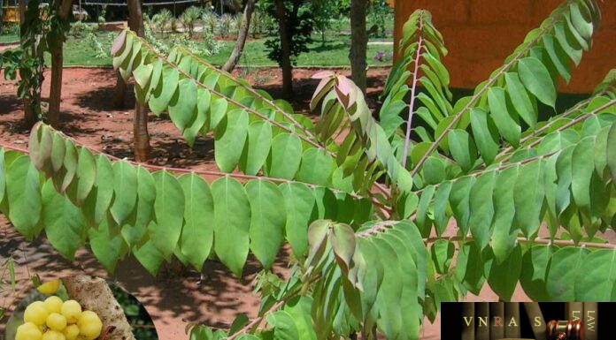 Cây Tầm Duột