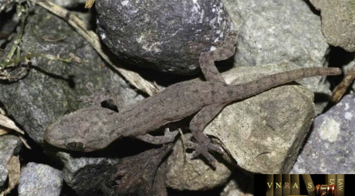 Thạch Sùng – Những cây thuốc và vị thuốc Việt Nam – Đỗ Tất Lợi Thạch Sùng