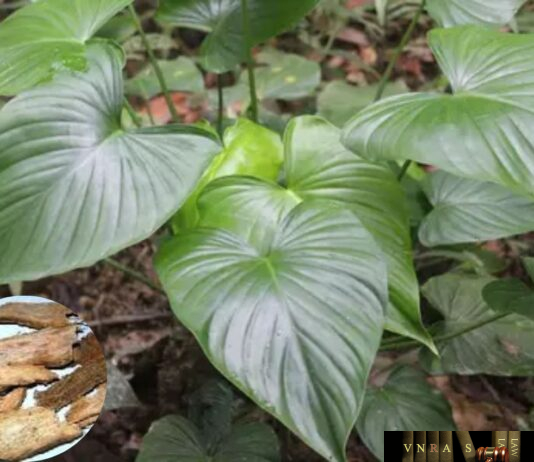 Cây Thiên Niên Kiện