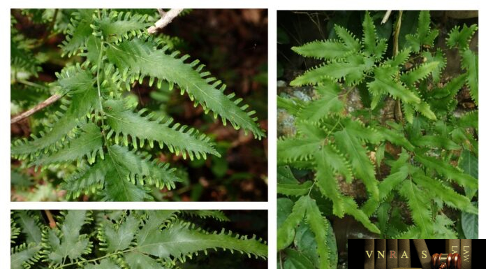 Cây Thòng Bong (Bòng Bong) – Những cây thuốc và vị thuốc Việt Nam – Đỗ Tất Lợi Cây Thòng Bong