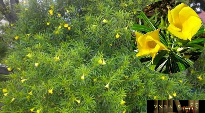Cây Thông Thiên (Cây Trúc Đào Hoa Vàng) – Những cây thuốc và vị thuốc Việt Nam – Đỗ Tất Lợi Cây Thông Thiên