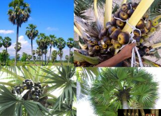 Cây Thốt Nốt – Những cây thuốc và vị thuốc Việt Nam – Đỗ Tất Lợi Cây Thốt Nốt