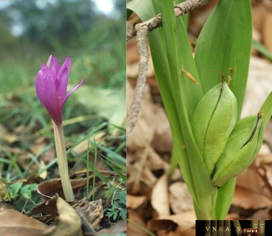 Cây Tỏi Độc