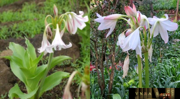 Cây Trinh Nữ Hoàng Cung – Những cây thuốc và vị thuốc Việt Nam – Đỗ Tất Lợi Trinh Nữ Hoàng Cung