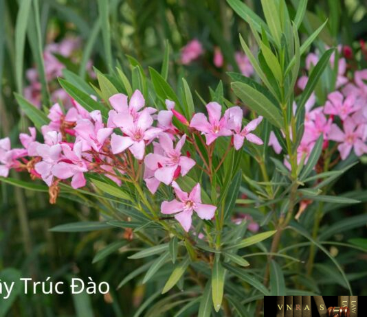 Cây Trúc Đào