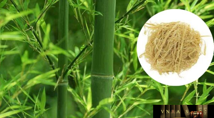 Trúc Nhự