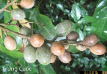 Cây Trứng Cuốc