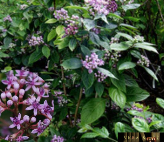 Cây Trường Sơn