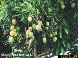 Cây Xoài
