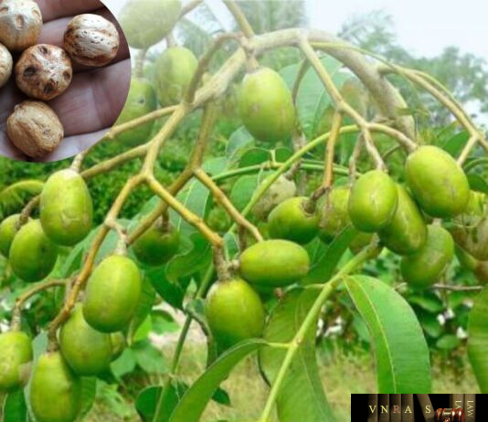 Cây Xoan Nhừ