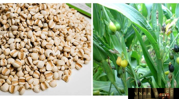 Ý Dĩ – Những cây thuốc và vị thuốc Việt Nam – Đỗ Tất Lợi Ý dĩ