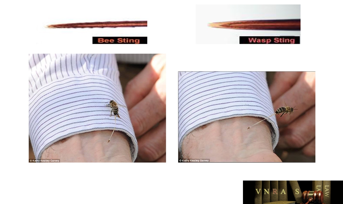 Hình 20.1 đến 20.4: Ngòi ong mật (hình trên bên trái), và ngòi ong vò vẽ (hình trên bên phải), ong mật đốt người để lại ngòi và một phần mô bụng (2 hình dưới)