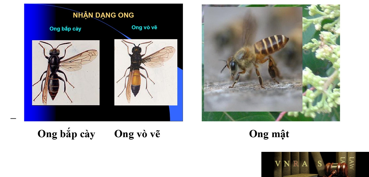 Hình 20.5: Ong bắp cày, ong vò vẽ và ong mật (Trung tâm chống độc bệnh viện Bạch Mai)