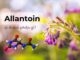 Allantoin