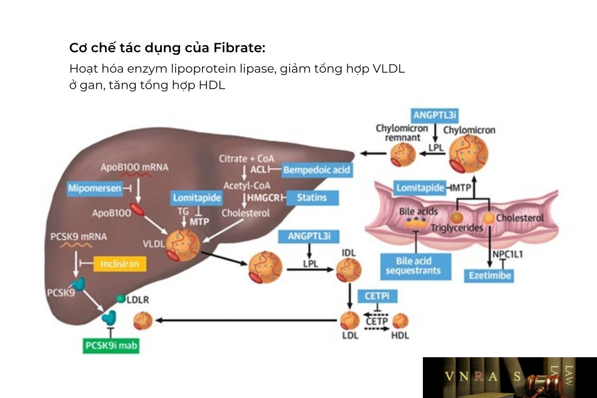 Ciprofibrate