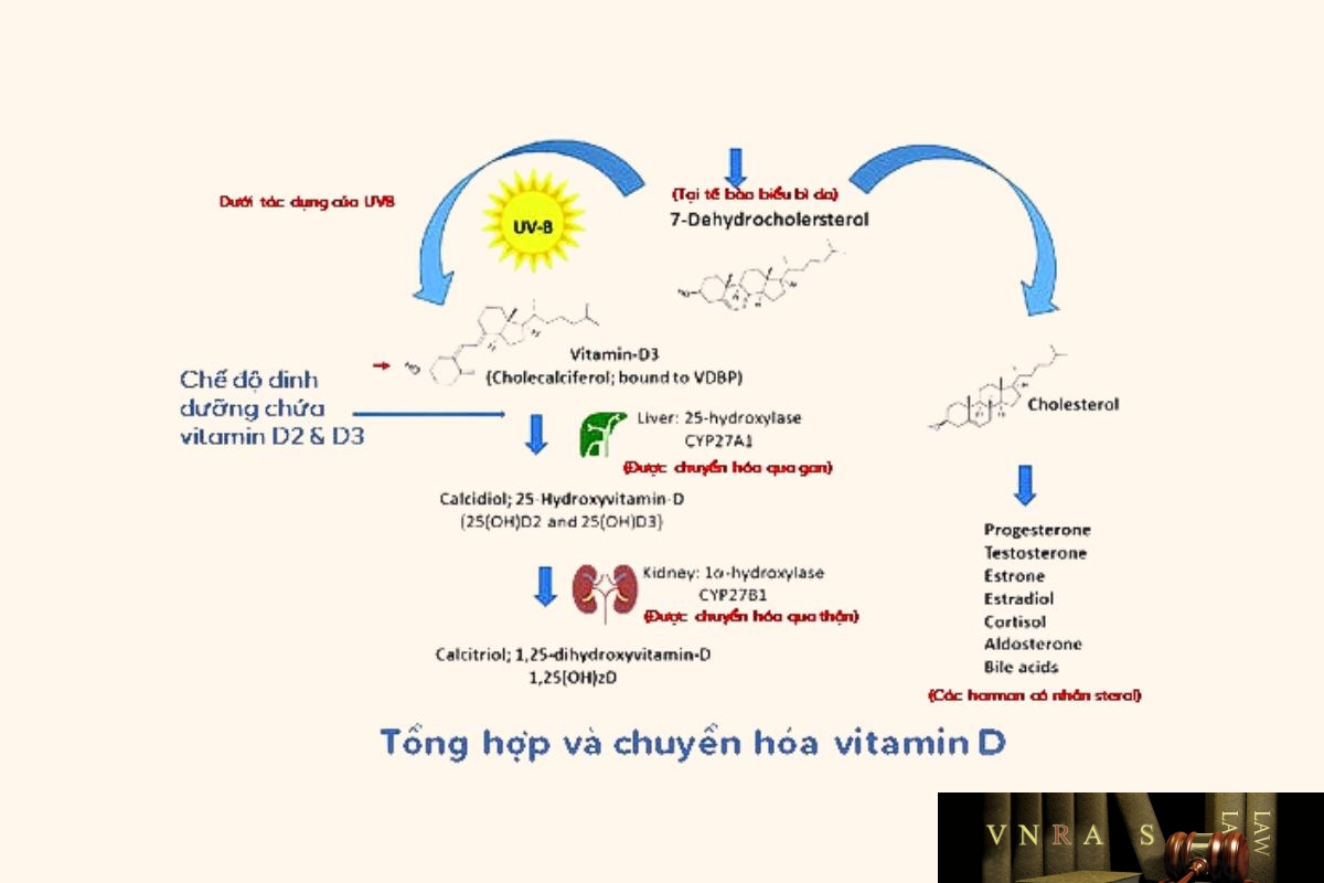 Vitamin D