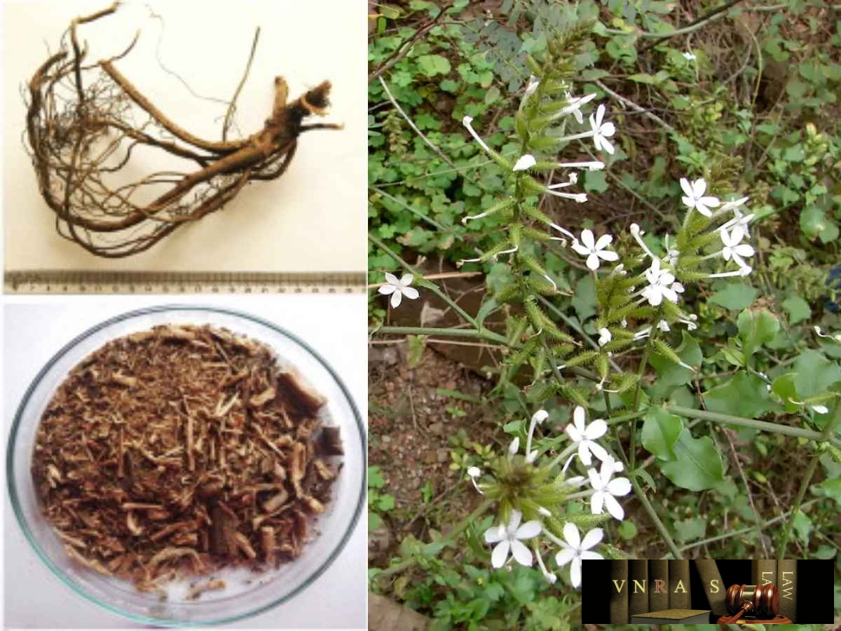 Hình ảnh toàn cây và rễ của Bạch hoa xà